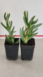 Ice Plants Delosperma Coastal Pig Face Succulents 2 × Live plants rooted in soil - Picture 1 of 6