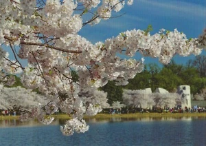 Postal Washington DC cerezo en flor a lo largo de la cuenca de marea COMO NUEVO sin usar - Imagen 1 de 1
