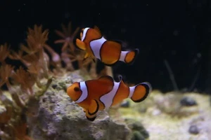 PREMIUM OCELLARIS CLOWN FISH 1.5” (single Fish) - Picture 1 of 9
