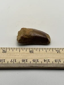"Dinosaurio Carcharodontosaurus CARCHARODON 1,25"" también conocido como African TREX T REX SC 402" - Imagen 1 de 5