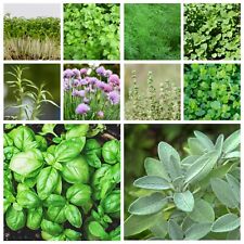 Herb Seeds, Indoor Outdoor Easy Grow your own UK Garden Herbs Window Sill plants