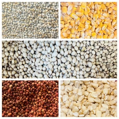 Milho da Guiné (Dawa) e Millet (Joro) - Imagem 1 de 3