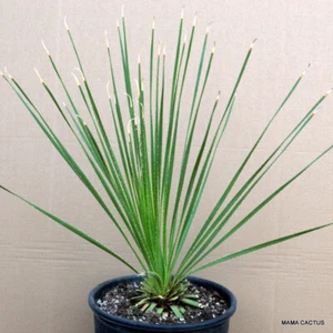A902 DASYLIRION SERRATIFOLIO vaso 25 cm H 4,5 cm L 4,5 cm MaMa Cactus - Foto 1 di 4