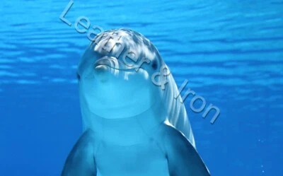 Cubierta de chequera de vinilo con diseño submarino posando delfines Foto 1 de 2