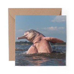 1 x Blank Greeting Card Pink Amazon River Dolphin Nature #53141