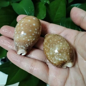 Large Natural Dear Calf Cowrie Seashell Cypraea Vitellus Rare Real 1.5-2.5" In - Picture 1 of 4