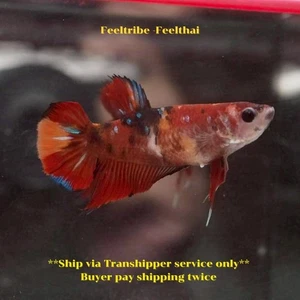 Live Betta Fish Koi Red Nemo HMPK Female Good Quality from TH 19A4 - Picture 1 of 4