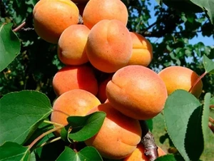 Ceglédi giant apricot – Prunus armeniaca - 5+ seeds - G 121 - Picture 1 of 1