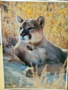 SET 3 NORDAMERIKANISCHE PANTHER POSTKARTEN 6X8 VON STEWART CASSIDY FRIENDS OF NATURE - Bild 1 von 8