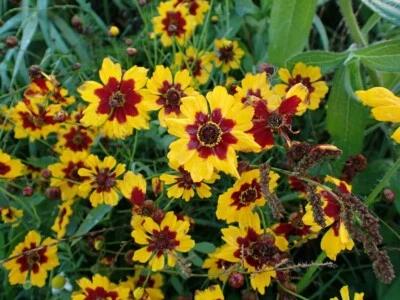 Plains Coreopsis Seeds - Free Shipping - Wholesale - Bulk - Image 1 of 4