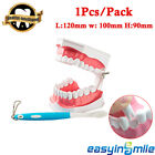 1Pcs Dental Demonstration Tooth Model with Toothbrush and Removable Lower Teeth