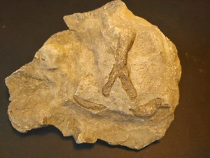 Chevronknochen Y Knochen Bone Muschelkalk Brückenechse Krokodil Dino Fossil - Picture 1 of 6
