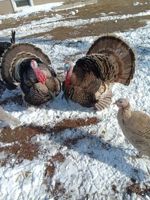 HERITAGE BLACK SPANISH, SWEETGRASS, ROYAL PALM, NARRAGANSETT, GRE 4 Fertile Heritage turkey hatching eggs Barnyard mix, Cold Hardy Healthy breeds.