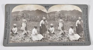 St. Kitts Westindien Vorbereitung Rohrstiele zum Umpflanzen Keystone Stereoansicht - Bild 1 von 2