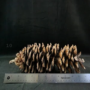 1 piña grande vintage de piña de azúcar del norte de California  - Imagen 1 de 4