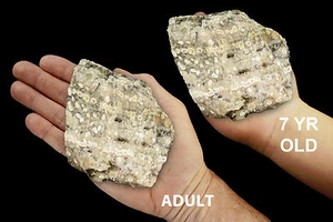 SCRIPT JASPER 3 1/2" 9-14 Unzen Lapidar Rohgestein Mineralprobe Heilkristall - Bild 1 von 4
