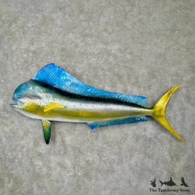 #29798 WC | 62" Mahi Mahi Taxidermia Suporte para Peixe de Água Salgada - Golfinho Dorado - Imagem 1 de 4