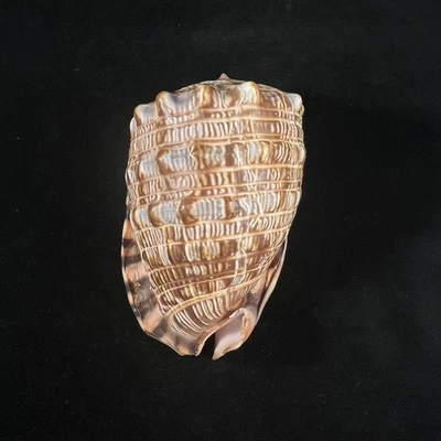 Cypraecassis tenuis, Ecuador, 117 mm, F/F+, ¡BONITA APERTURA! Foto 1 de 4