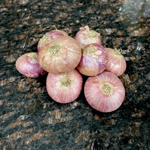 Shallots (5) Bulbs~For Planting or Eating - Picture 1 of 2