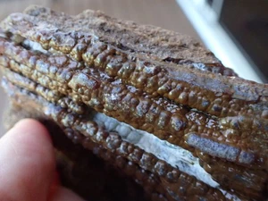 Botryoidal Fossil Coral Geode Fragment GA Agate Specimen Collection Shiny WC83 - Picture 1 of 9