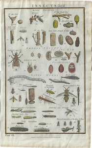 Stampa antica INSETTI E PIANTE Mosca Verme Formica Millar 1785 Antique print - Imagen 1 de 1