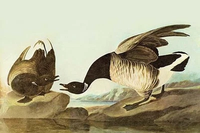Brant John James Audubon Poster Print - Image 1 of 2