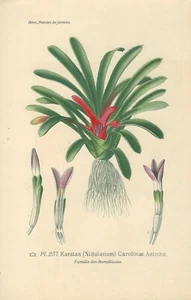 Stampa antica FIORI KARATAS NIDULARIUM botanica 1896 Antique print - Foto 1 di 1