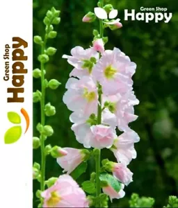 HERB - MARSH MALLOW - Althaea officinalis - 250 seeds - Herb seeds MARSHMALLOW - Picture 1 of 2