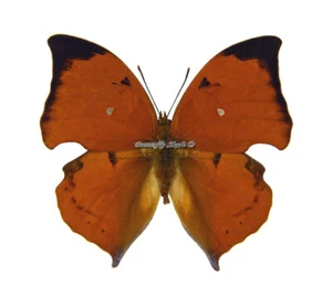 Mariposa/Nymphalidae sin montar - Zaretis isidora forma 1, macho, Perú - Imagen 1 de 2