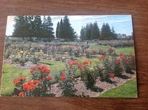Chrome Postcard SAN JOSE Municipal ROSE GARDEN CA. Postage 1965 - Picture 1 of 3