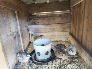 60 uova di quaglia da carne JUMBO GIAPPONESE WHITE GOLD TEXAS fecondate fertili - Foto 1 di 3
