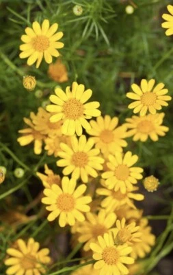 Dahlberg Daisy- Thymophylla -  Golden Dyssodia - 200 seeds 2025 - USA - Image 1 of 3