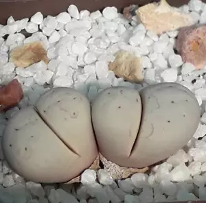 Semillas Lithops ruschiorum v. ruschiorum C103 50 piezas 2024 años - Imagen 1 de 2