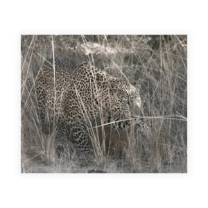 Bennion Scott Stalking Leopard Poster or Picture Paper Print on Fabric - Picture 1 of 2