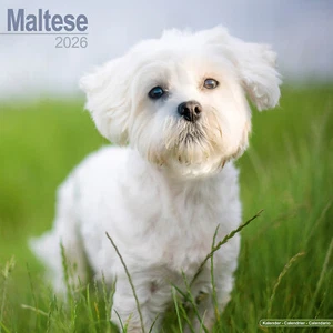 Maltese 2026 Calendar | Dog Breed Gift Wall 15% OFF MULTI ORDERS - Picture 1 of 8