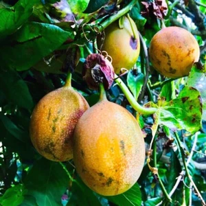 Sweet Granadilla Yellow Passion Fruit Seeds (Passiflora ligularis) Climber Vine - Picture 1 of 9