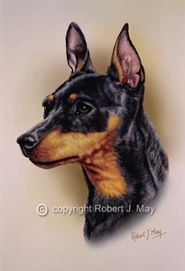 Miniatur Pinscher Kopf Studie Druck von Robert J. Mai - Bild 1 von 1