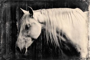 Majestic J Edwards Original Art Tintype Limited Series From Artist C002 - Picture 1 of 1