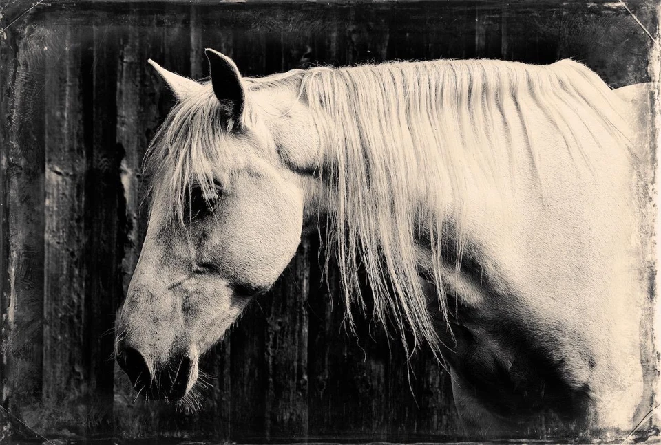 Majestic J Edwards Original Art Tintype ограниченная серия от художника C002 - Изображение 1 из 1
