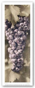 Impresión artística Pinot Noir Alan Blaustein 5x14 - Imagen 1 de 1