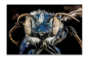 "Póster de OSMIA CHALYBEA Macro HEAD SHOT Impresión fotográfica (sin bordes) 19x13" - Imagen 1 de 2