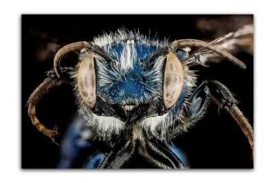 OSMIA CHALYBEA Macro HEAD SHOT Photo Print (Borderless) Poster 19x13" - Image 1 of 2