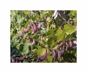 20x Helmbohne Lablab Garten Pflanzen - Samen F-S573 - Picture 1 of 6