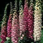 Thompson & Morgan Foxglove Excelsior Hybrid Mixed Garden Seeds 1 Pack 2500 Seeds