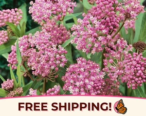 200+ Swamp Milkweed Seeds (Asclepias incarnata) Monarch Butterfly Host Plant USA - Picture 1 of 6
