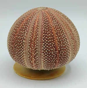 Vintage Round Ocean Sea Urchin Musical on Stand Plays "A Time For Us" RARE - Picture 1 of 8