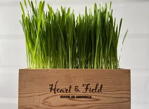 Grow Your Own Cat Grass Kit - Picture 1 of 4