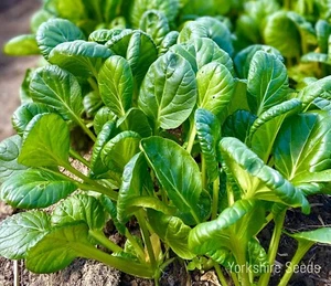 Mustard Tatsoi - 620 seeds - Vegetable Seeds - Picture 1 of 1