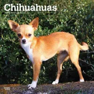 BrownTrout Publishers Inc. Chihuahuas 2025 12 x 12 Wall Calendar New - Picture 1 of 2