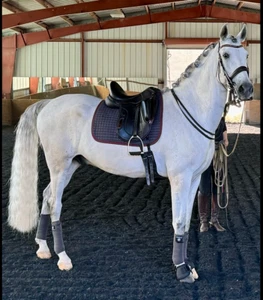 Used Ideal Olivia MonoflapDressage Saddle-Black 16.5", Adjustable, Wide - Picture 1 of 15